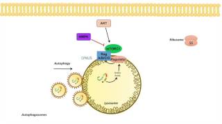 mTOR Signaling Pathway Regulation by the Lysosome [upl. by Josee812]