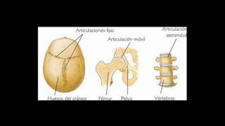 El Sistema osteoartromuscular [upl. by Idram125]