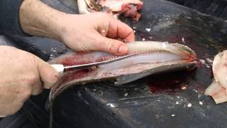 Cleaning whitefishprofessional cleaned whitefishHow to clean a whitefishFilleting a whitefish [upl. by Initof]