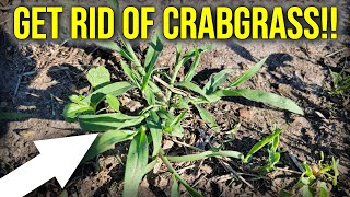 Early Summer Crabgrass Control [upl. by Benia]