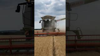 CLAAS LEXION 780TT  Žatva neďaleko Košíc [upl. by Euqinoj]