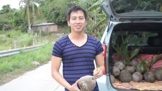 explaining what is a quotmacapunoquot coconut in laymans terms [upl. by Lewls]