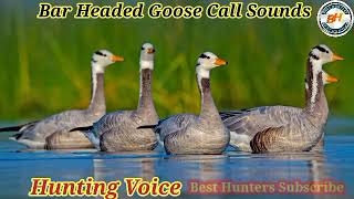 Bar Headed Goose Call Sounds Best Call For Hunting Bar Headed Geese [upl. by Hessler]