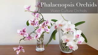 Phalaenopsis Orchids in Water Culture 水培兰花 [upl. by Darren105]