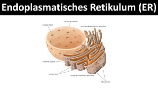 Endoplasmatisches Retikulum Aufbau amp Funktion  Zellorganellen Teil 4 [upl. by Htiek830]