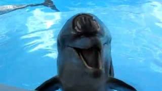 Crazy Laughing Dolphin [upl. by Auohc676]