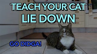 How to teach your cat to LIE DOWN [upl. by Avrit]