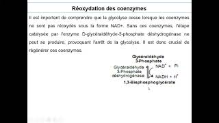 Catabolisme des glucides [upl. by Nnateragram25]