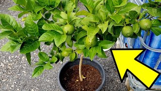 REVELAN como HACER que tus CÍTRICOS tengan frutos en pocas semanas Trucos para limoneros  Plantas [upl. by Aliam]