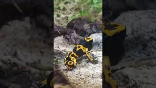 Dendrobates leucomelos такие древолазные и звонкие 🔔🔔🔔 [upl. by Alli]