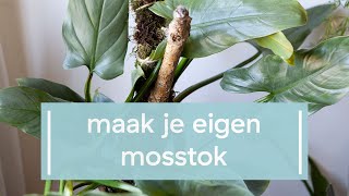 Zo bind je je klimplant op en maak je je eigen mosstok [upl. by Noval51]