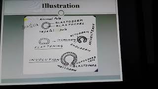 Understanding Gastrulation Eg Amphioxus [upl. by Lyrak]