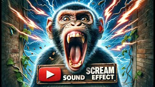 MONKEY SCREAM SOUND EFFECT ASMR  1 HOUR [upl. by Koziara623]