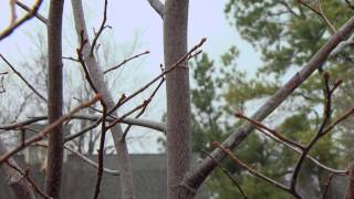 Pruning Young Trees [upl. by Urson]