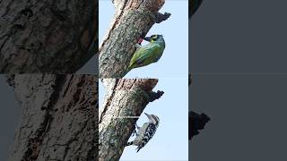 Coppersmith Barbet and Brown capped pygmy woodpecker working on the same nest hole birdvideos bird [upl. by Grimona]