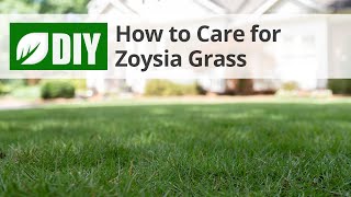 How to Care for Zoysia Grass  DoMyOwncom [upl. by Epillihp]