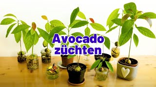 Avocadokern keimen lassen amp einpflanzen [upl. by Quenna547]