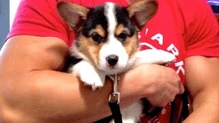 CORGI PUPPY Comes Home  Gatsbys First Day [upl. by Asilim]