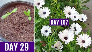 How to GROW DimorphothecaAfrican DAISY From Seed [upl. by Mohsen295]