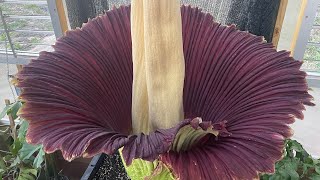 Amorphophallus titanum ‘Lupin’ opening day progression [upl. by Haorbed]