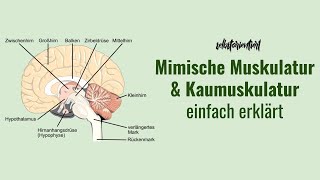 Mimische Muskulatur amp Kaumuskulatur einfach erklärt  Innveration  Funktion  Aufbau  Einteilung [upl. by Treboh]