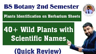 BS Botany Plant Collection  40 Wild Herbs with Scientific Names  Quick Review [upl. by Eirellav]