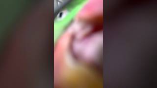 Parrot talking 🦜😎 parrottalking parrot parrotentertainment ytshorts [upl. by Ahsuoj]