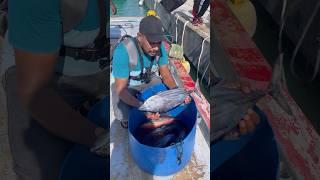 ഇത് മുഴുവനോ shortsfeed youtubeshorts malayalamfishing fishshorts tunafish fishcutting fish [upl. by Adyela]