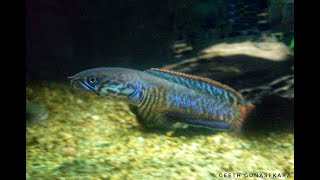 Channa bleheri rainbow snakehead [upl. by Minier]