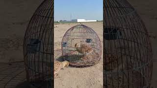 Wild Partridge Voicebabyanimal shortsyoutube shortsfeed greenparrot germanshepherd shortvideo [upl. by Shanon]