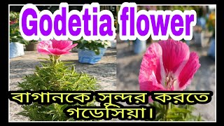 How to grow amp care GodetiaSatin flowerFarewell to spring care গডেসিয়া ফুলের সম্পূর্ণ পরিচর্যা। [upl. by Legnaleugim]