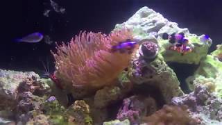 The Livestock in my 40g Reef Tank [upl. by Reivax]