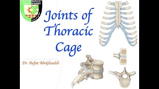 Joints of Thoracic Cage [upl. by Yorgerg33]