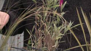 How to Grow Grass  How to Grow Ornamental Grass From Seed [upl. by Cavit531]