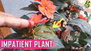 FLOWER WITH TAIL Impatiens Balsam Gulmehndi Flower Plant Care Tips – Impatient to Reproduce [upl. by Gagne]