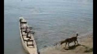 Crocodile Rampage in Rapti river in Sauraha  Nepal [upl. by Yerag]