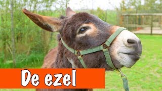 Alles over ezels  DierenpraatTV [upl. by Sacul878]