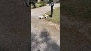 Someone Cute dogs Running Around Neighborhood Mini Poodles dog animals pets Toy Breed adorable [upl. by Atsedom]