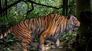 नागिन 2 official teaser  Tiger attack short films  jungle book  Ranjeet films [upl. by Brannon]