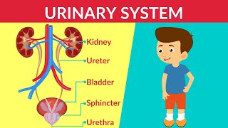 Urinary System How your Urinary System Works  Urinary System  Parts amp Function  Video for Kids [upl. by Dnomal380]