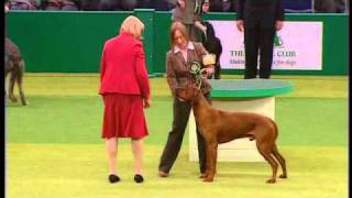 Rhodesian Ridgeback BOB Crufts 2007wmv [upl. by Rao]