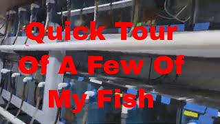 A Quick Tour of Fish For Sale [upl. by Eniledgam]