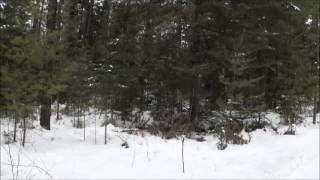 Snowshoe Hare Hunting With Beagles 22516 [upl. by Faline]