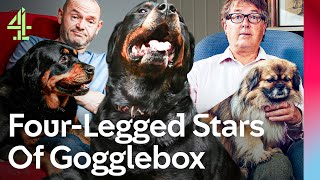 Meet The Iconic Gogglebox Dogs  Gogglebox  Channel 4 [upl. by Enyahs]