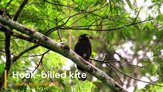 Hook billed kite [upl. by Emlin]