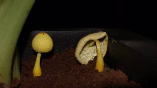 Mushroom time lapse  Life in 60 seconds [upl. by Fiore]