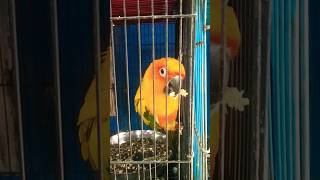 Yellow parrot parrot youtubeshorts youtube ytshorts shorts video [upl. by Atnwahs]