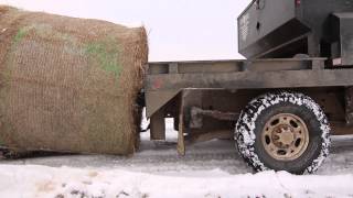 Feeding cattle after a winter storm in Oklahoma February 2014 [upl. by Ahsatsana832]