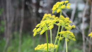 Plant Families 7b Apiaceae lab [upl. by Netty50]