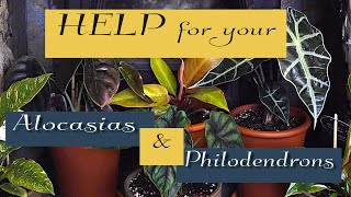 How to Repot and succeed with Alocasias and Philodendrons [upl. by Nyrek631]